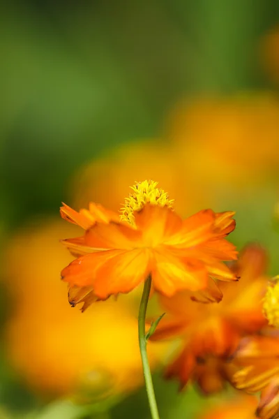 Amarelo Cosmos flor — Fotografia de Stock