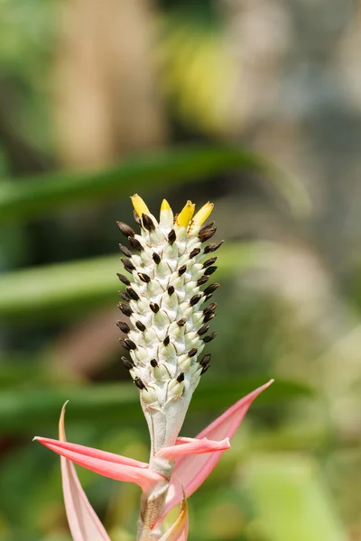 Ananas květ — Stock fotografie