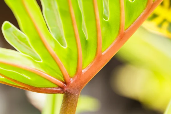 Latar Belakang Philodendron — Stok Foto
