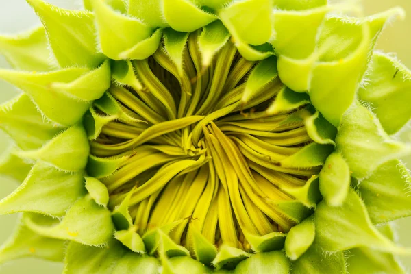 Sonnenblumen in lopburi, Thailand — Stockfoto