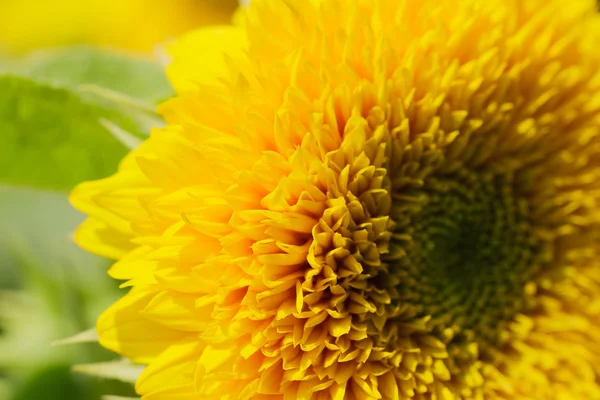 Sonnenblumen in lopburi, Thailand — Stockfoto