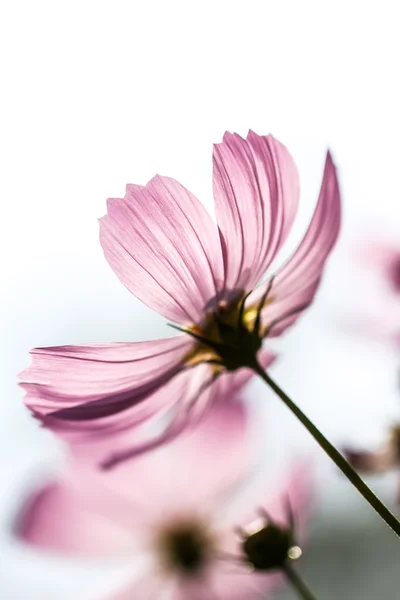 Cosmos flores — Fotografia de Stock