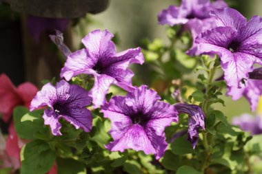 Petunya çiçek pembe çiçek