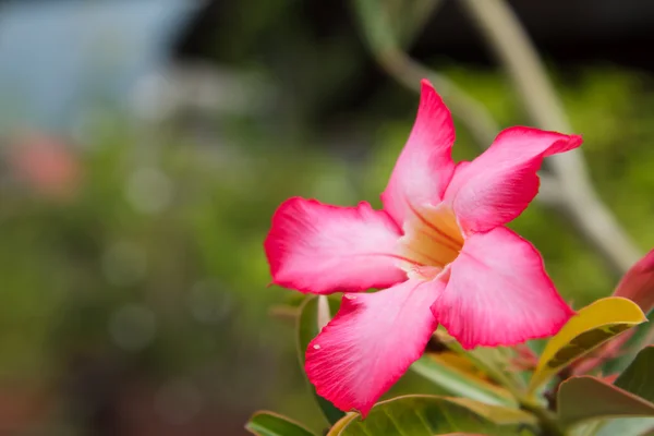 Desert rose är en blomma som växer lätt och är resistent mot dr — Stockfoto
