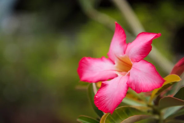 Desert rose är en blomma som växer lätt och är resistent mot dr — Stockfoto