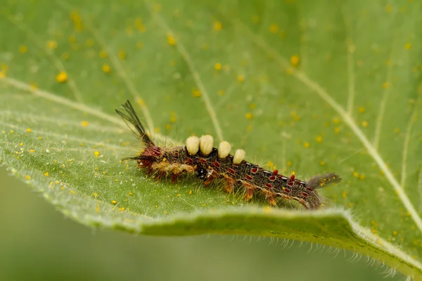 Caterpillar on sunflower — Stock Photo, Image