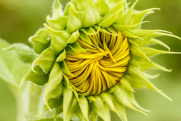 Sunflowers in Lopburi, Thailand — Stock Photo, Image