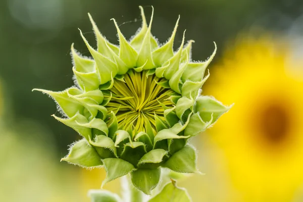 Sunflowers in Lopburi, Thailand — Stock Photo, Image