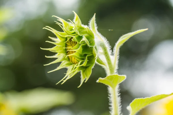 Solrosor i lopburi, thailand — Stockfoto