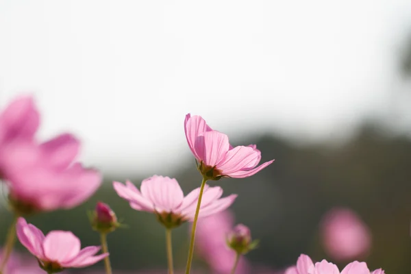 Cosmos flores — Fotografia de Stock