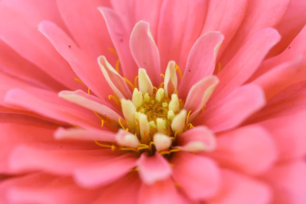 Flor roja impaciente —  Fotos de Stock