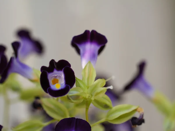 Lades kemiği çiçek — Stok fotoğraf