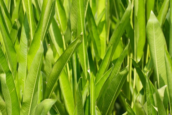 Canna lily blad in tuin — Stockfoto