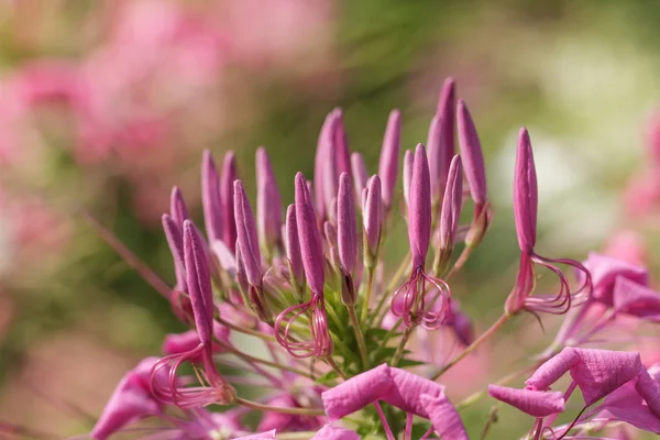 Spinnenblume — Stockfoto