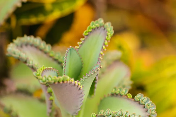 Planten met bladeren veel inteelt — Stockfoto