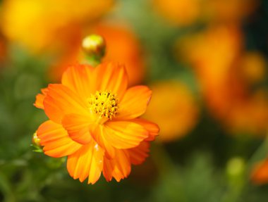 Sarı cosmos çiçek