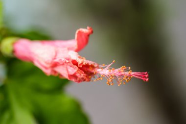 Hibiscus çiçek polen.