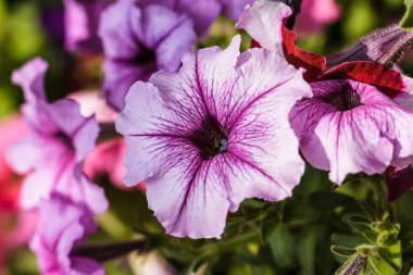 Petunya çiçek pembe çiçek