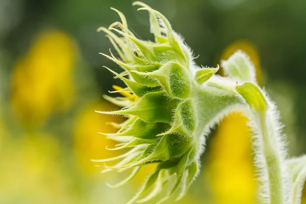 Sonnenblumen in lopburi, Thailand — Stockfoto