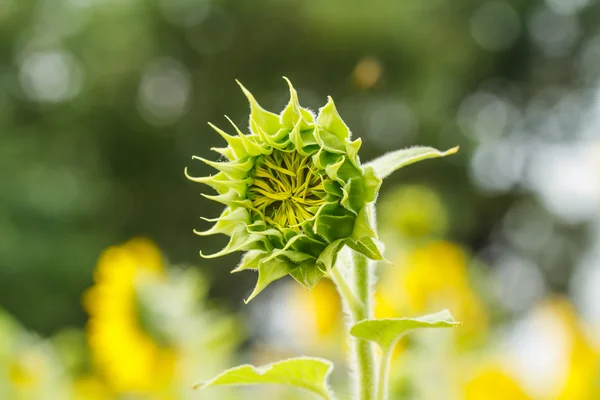 Sunflowers in Lopburi, Thailand — Stock Photo, Image