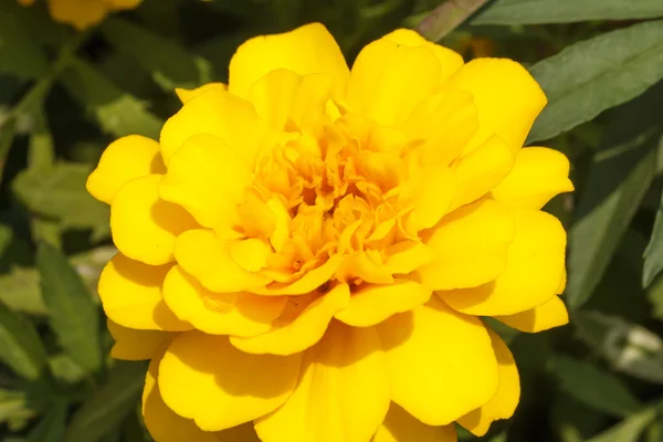 Yellow marigold — Stock Photo, Image