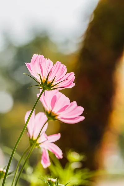 Kozmosz virágok — Stock Fotó