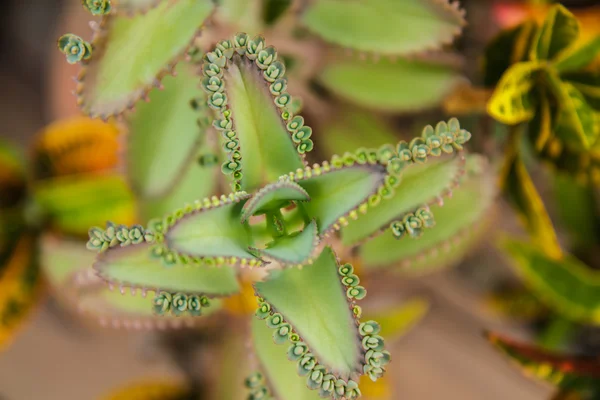 Plants with leaves much inbreeding — Stock Photo, Image