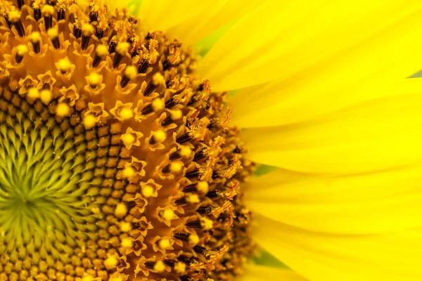 Girasoli a Lopburi, Thailandia — Foto Stock