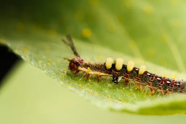 Chenille sur tournesol — Photo