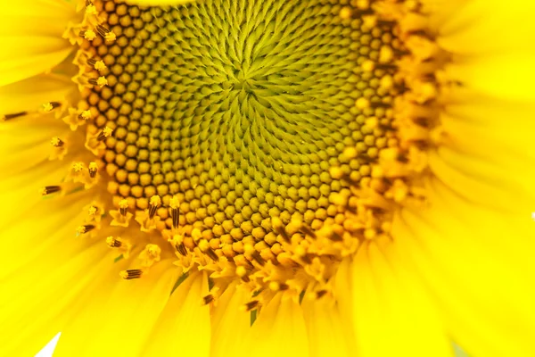 Girasoli a Lopburi, Thailandia — Foto Stock