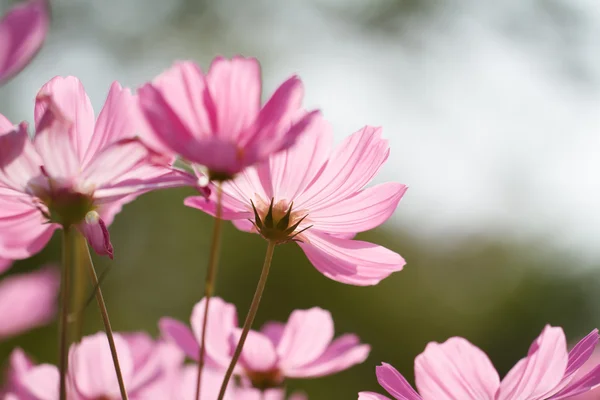 Cosmos flores — Foto de Stock