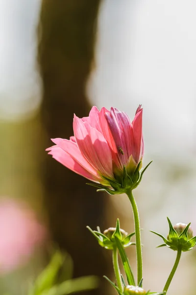 Cosmos flores — Fotografia de Stock