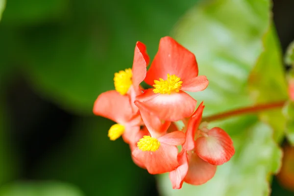 赤いベゴニアの花 — ストック写真