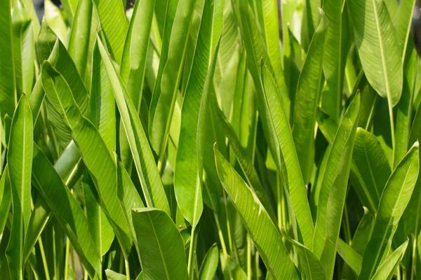 Canna lily blad in tuin — Stockfoto