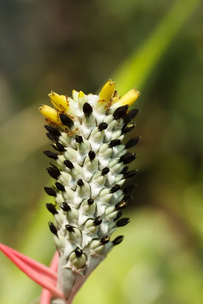 Flor de piña — Foto de Stock