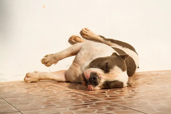 Hund sover — Stockfoto