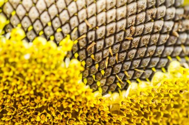 Ayçiçeği lopburi, Tayland içinde