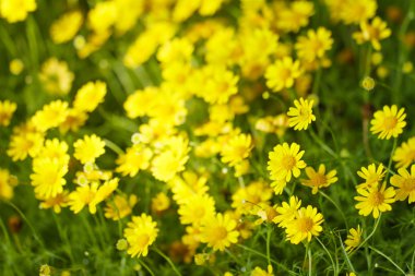 Sarı cosmos çiçek