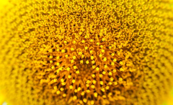 Girasoli a Lopburi, Thailandia — Foto Stock