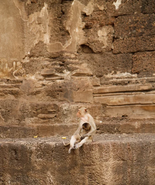 Maymunlar, sam yot tapınakta lopburi saldırın — Stok fotoğraf
