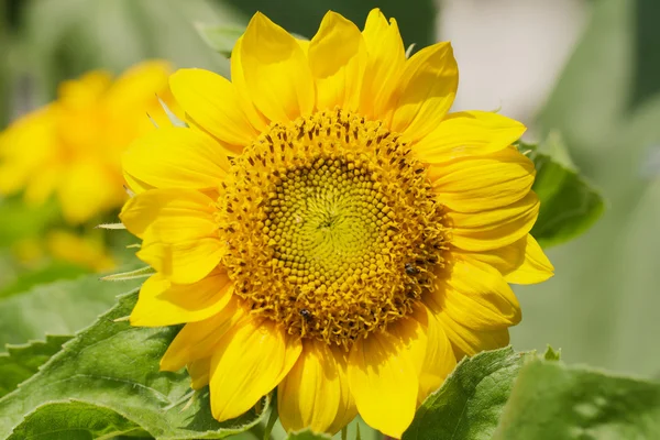 Sunflowers in Lopburi, Thailand — Stock Photo, Image