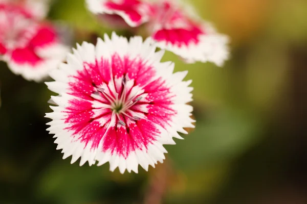Dianthus blossoming — Stock Photo, Image