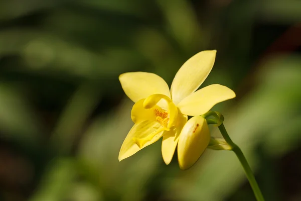 Gele orchidee in de tuin — Stockfoto