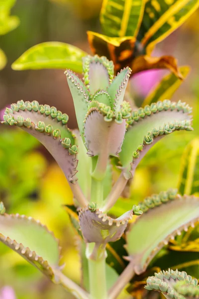 Plantas con hojas mucho endogamia —  Fotos de Stock