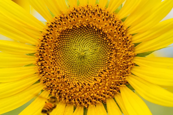 Girasoli a Lopburi, Thailandia — Foto Stock