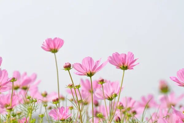 Kosmos blommor — Stockfoto