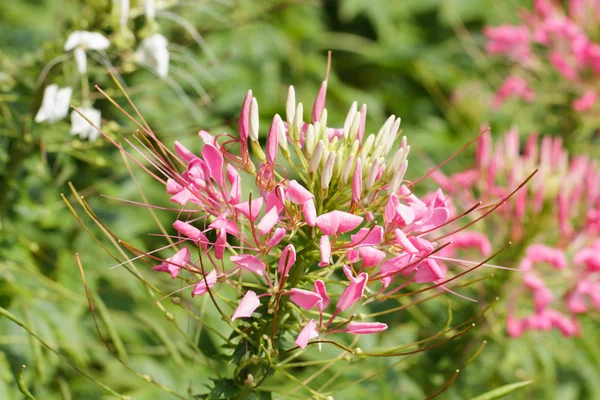 Spinnenblume — Stockfoto