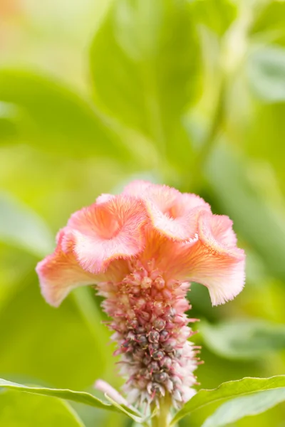Cockscomb flower — Stock Photo, Image