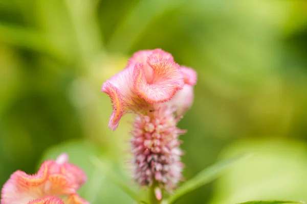 Квітка Улаштування квітки солодкого гороху — стокове фото