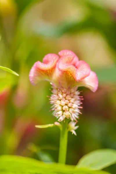 Cockscomb blomma — Stockfoto